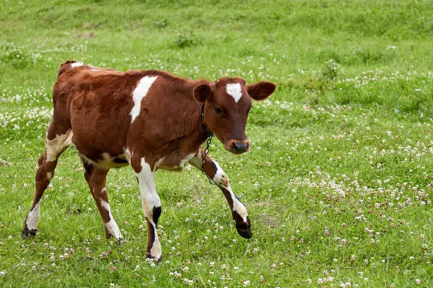 Photo of brown calf with white spots on a green meadow