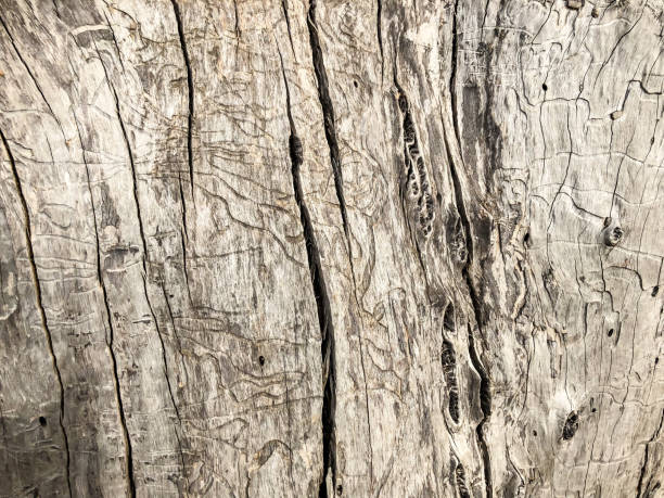 istock Beautiful old tree in the park. Texture background close up view 973828926