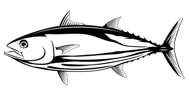 Skipjack Tuna Black and White Fish Skipjack tuna fish in side view in black and white color, isolated skipjack stock illustrations