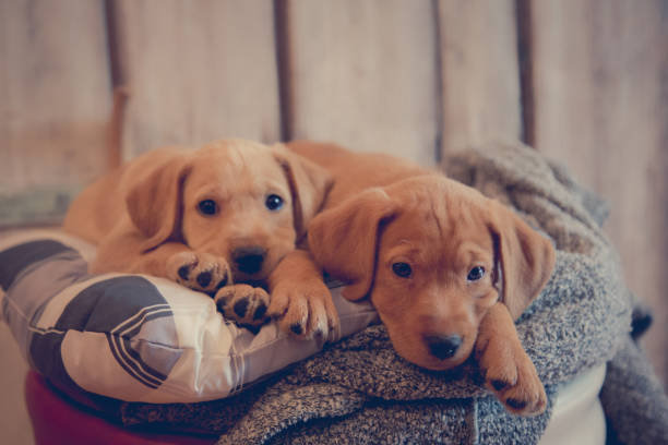 Puppies having a rest Two adorable mixed breed young dogs two dogs hugging stock pictures, royalty-free photos & images