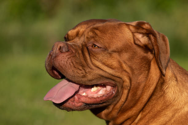 kuvapankkikuvat ja rojaltivapaat kuvat aiheesta dogue de bordeaux - ranskalainen mastiffi - bordeaux dog