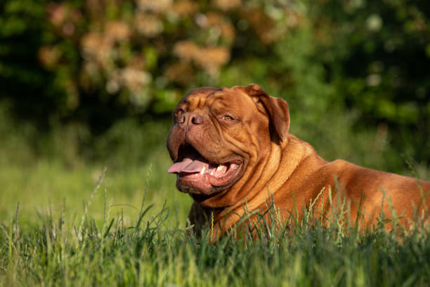 Dogue de Bordeaux - French Mastiff French Mastiff in the garden mastiff stock pictures, royalty-free photos & images