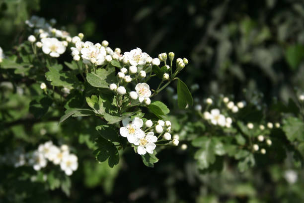 istock Hawthorn branch with flowers. 973836936