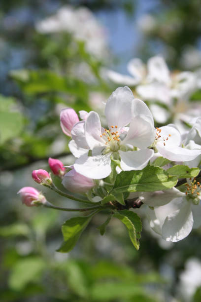 istock Flowering branch of Apple tree 973838638