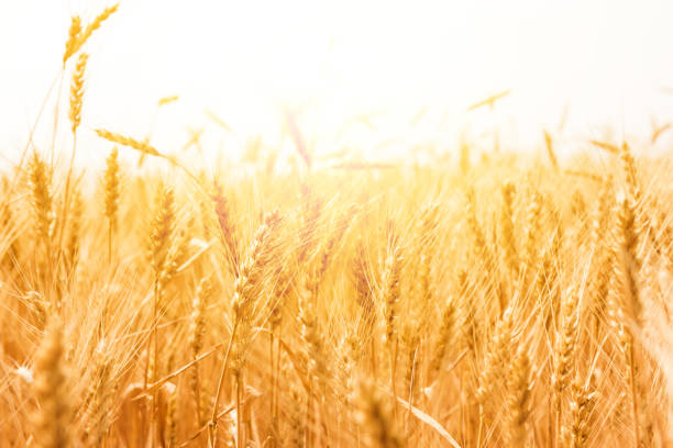istock Wheat field. Natural background 973839096