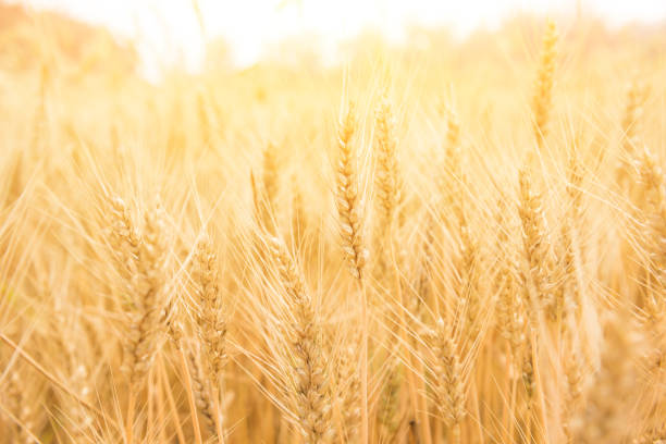 istock Wheat field. Natural background 973839248