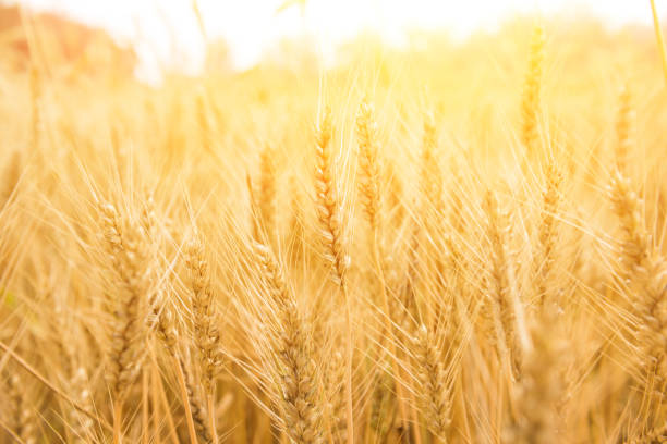 istock Wheat field. Natural background 973839274