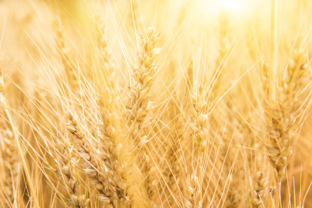 istock Wheat field. Natural background 973839294