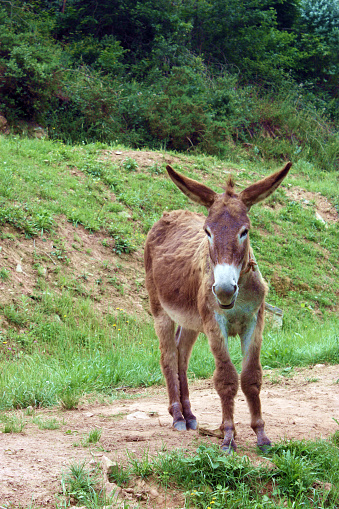 Small brown donkey on nature background