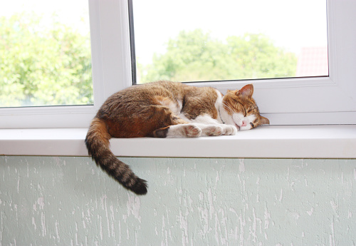 The cat is sleeping on the windowsill
