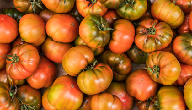 istock Yellow  tomatoes background. Group of tomatoes, top view