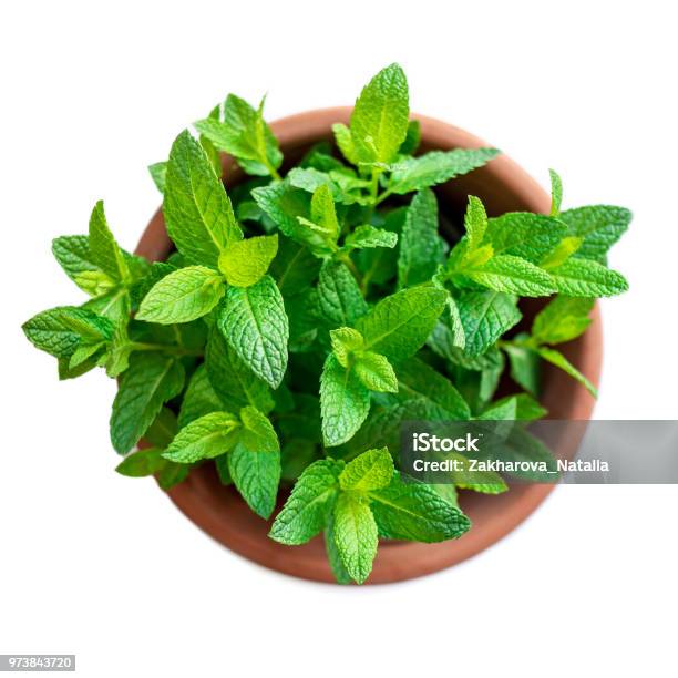 Fresh Mint Plant Growing In A Flowerpot Isolated On White Background Top View Fresh Mint Ingredient For Cookingn Stock Photo - Download Image Now