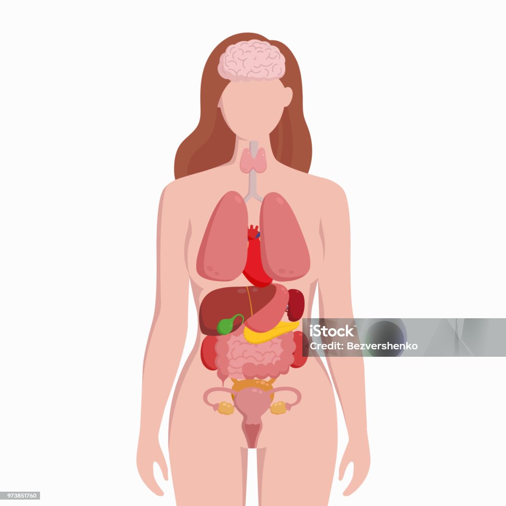 Corpo femminile umano con organi interni schema illustrazione vettoriale poster infografica piatta. Donna silhouette con polmoni, cuore, tiroide, stomaco, fegato, reni, utero, intestino, pancreas, milza. - arte vettoriale royalty-free di Il corpo umano