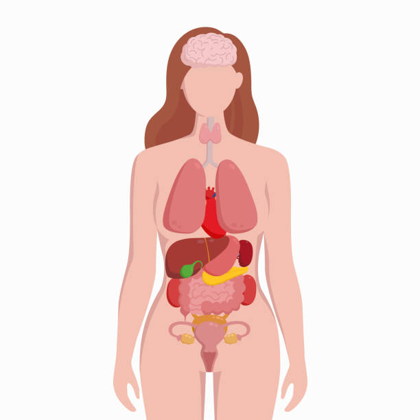 Human female body with internal organs schema flat infographic poster vector illustration. Woman silhouette with lungs, heart, thyroid, stomach, liver, kidneys, uterus, intestine, pancreas, spleen. Human female body with internal organs schema flat infographic poster vector illustration. Woman silhouette with lungs, heart, thyroid, stomach, liver, kidneys, uterus, intestine, pancreas, spleen human neck illustrations stock illustrations