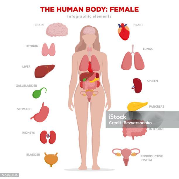 Ilustración de Elementos De Infografía Anatomía Humana Con El Conjunto De Órganos Internos Aislaron Sobre Fondo Blanco Y Colocan En El Cuerpo De La Mujer Órganos Reproductivos De La Mujer Con Silueta De Niña Y Los Iconos Alrededor y más Vectores Libres de Derechos de Cuerpo humano