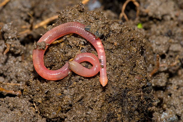 An earthworm on a soil background Earth Worm in natural habitat . earthworm photos stock pictures, royalty-free photos & images