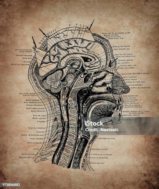 Head Section Stock Illustration - Download Image Now - Anatomy, Nose, Illustration