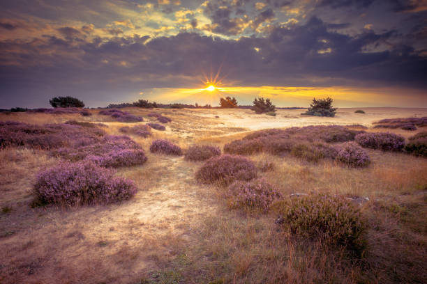 Hoge Veluwe Sand Heathland in retro colors Heathland and shifting sands in national park de Hoge Veluwe around sunset under a clouded sky in August. Vintage retro look. arnhem photos stock pictures, royalty-free photos & images