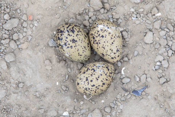 istock Three eggs in nest of Oystercatcher 973861902