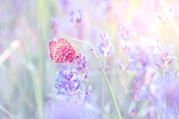 istock butterfly on the lavender 973873366