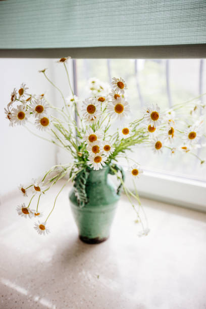 istock White daisies in a vase. 973877730
