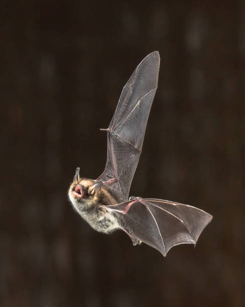 istock Rare Natterers bat in flight 973881778