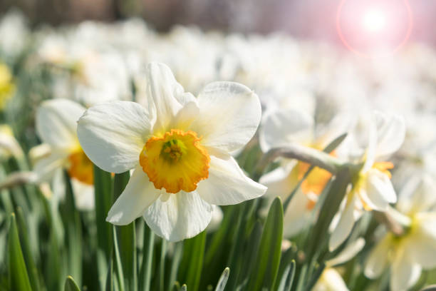 istock Daffodils in the garden 973886416