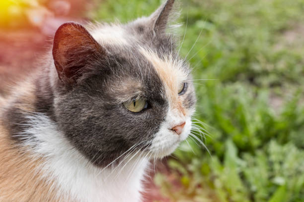 istock Stray cat in the street 973888724