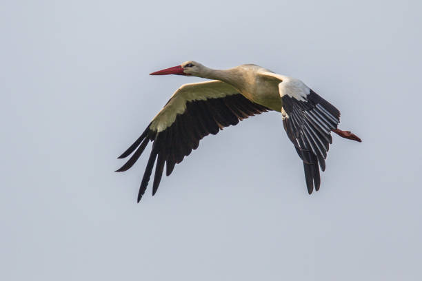 istock Flying Stork against cloudy background 973891834