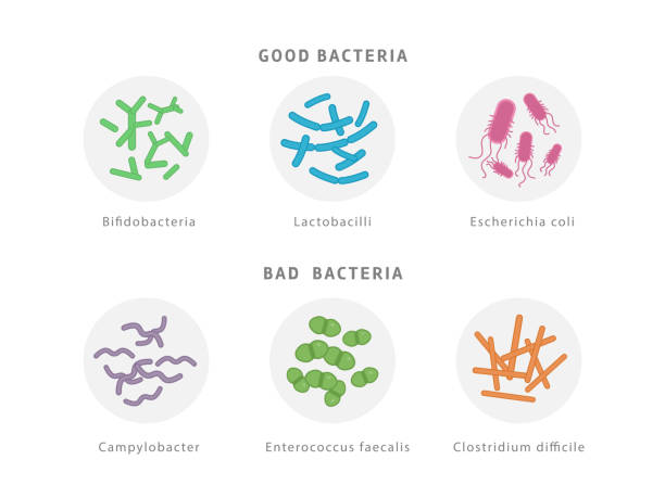 dobra i zła ikona flory bakteryjnej ustawiona na białym tle. koncepcja dysbiozy jelitowej ilustracja medyczna z mikroorganizmami. - bacterium e coli pathogen micro organism stock illustrations