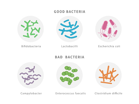 Good and bad bacterial flora icon set isolated on white background. Gut dysbiosis concept medical illustration with microorganisms