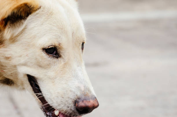 istock Dog is looking water to drink 973892120