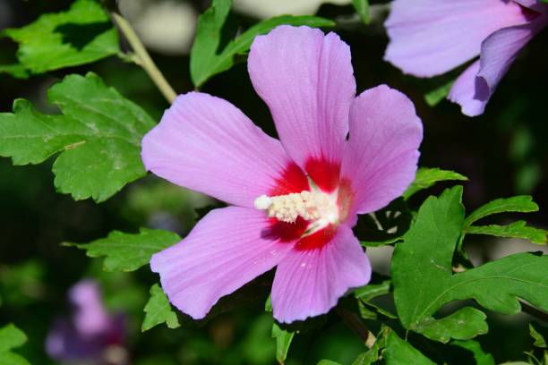 istock Flower of hibiscus 973894492