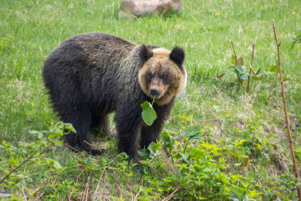 istock Shiretoko is a wildlife paradise 973895302