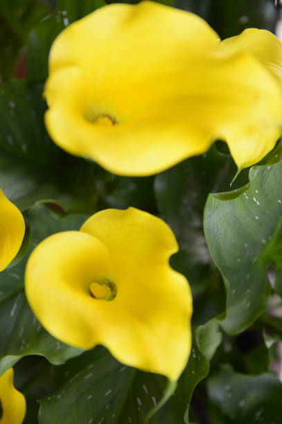 istock Yellow Calla Flowers 973900644
