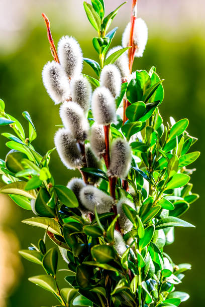 pequeño arbusto de palma - consecrated fotografías e imágenes de stock