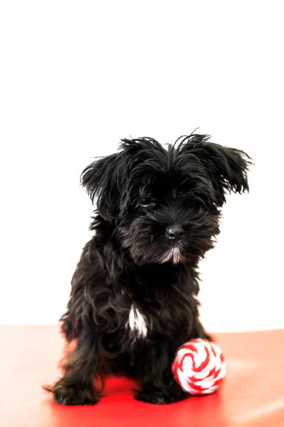 istock black puppy dog 973902628