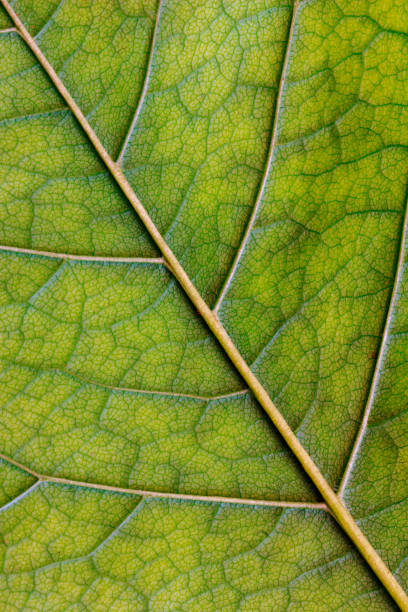 istock macro texture of green leaf close  up 973902736