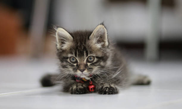istock Persian kittens are sleeping at home in Thailand. 973904782