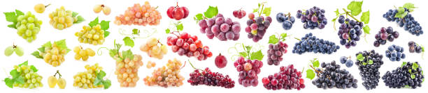 kolekcje dojrzałych winogron z liśćmi wyizolowanymi na białym - berry vine zdjęcia i obrazy z banku zdjęć
