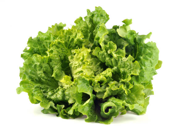 Batavia batavia salad on a white background lettuce leaf stock pictures, royalty-free photos & images