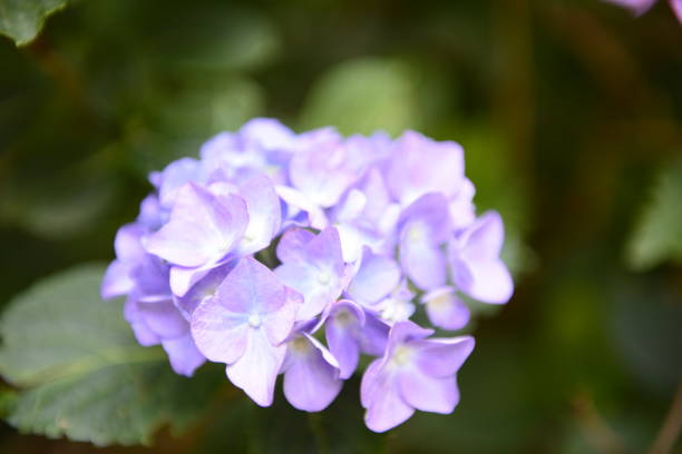 istock Ortensia Flower  in spring 973905244