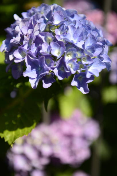 istock Ortensia Flower  in spring 973906516