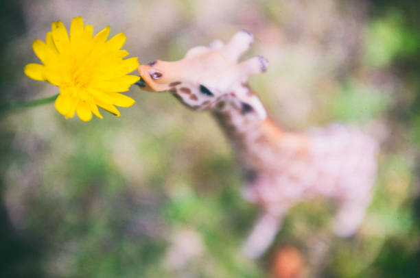 The giraffe is a large African hoofed mammal belonging to the genus Giraffa. It is the tallest living terrestrial animal and the largest ruminant on Earth. It is classified under the family Giraffidae, along with its closest extant relative, the okapi.