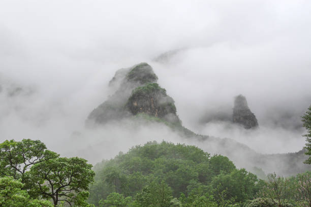 istock Forest Mountain Valley in Fog 973907130