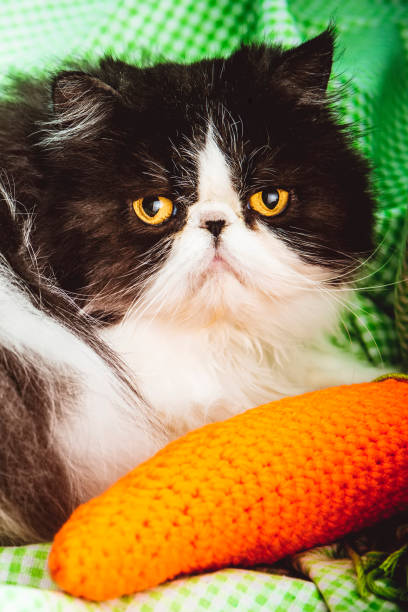 istock Funny Persian cat with angry face 973909796
