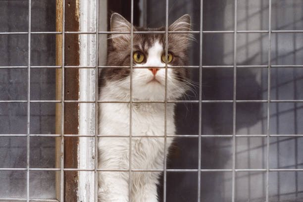 istock Cat sits at the window behind the bars and looks up 973911110