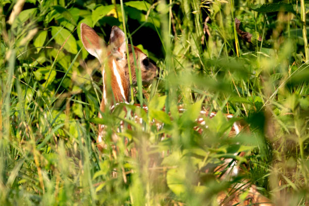 istock Whitetail Fawn 973919238