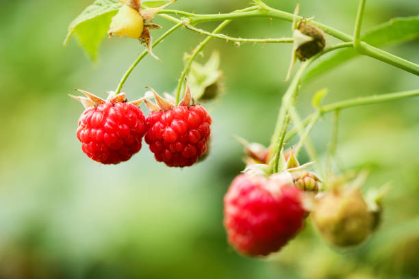 istock Raspberries growing in farm 973920354