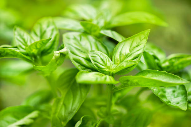 istock Fresh green basil in close up view 973923464